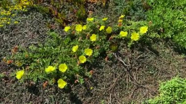 Akşam çiçekleri kumsalda çiçek açıyor. Oenothera drummondii Hook.