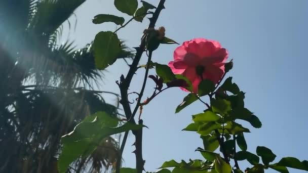 Rose Rose Romantique Feuillage Vert Dans Jardin — Video