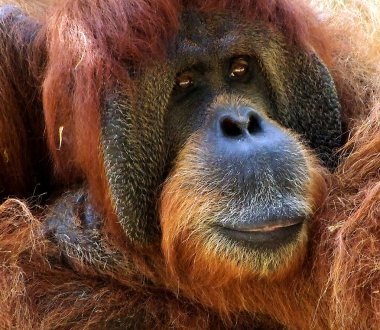 Orangutan makro portre