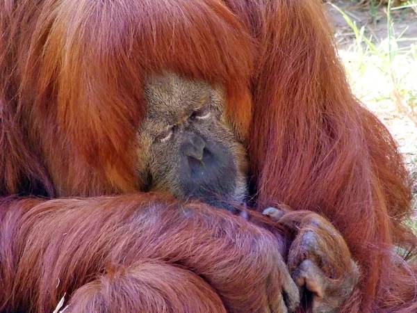 Orangutan  siesta — Stock Photo, Image