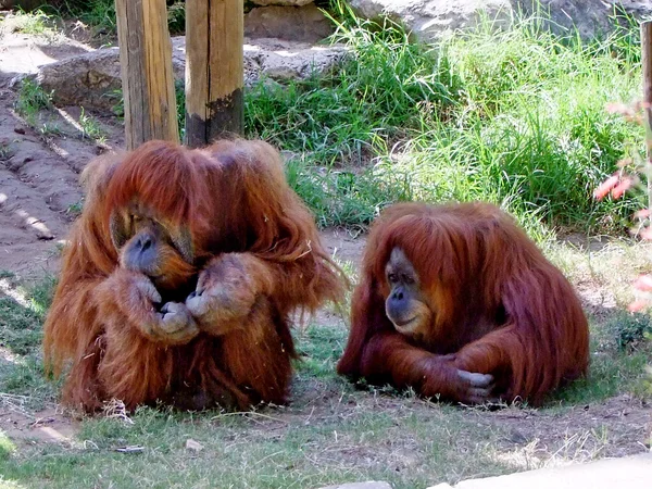 Orangutans family portrait in the interior — Stock Photo, Image