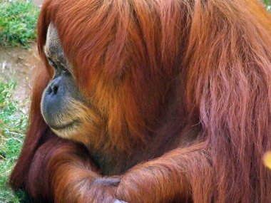 Orangutan rahatsız