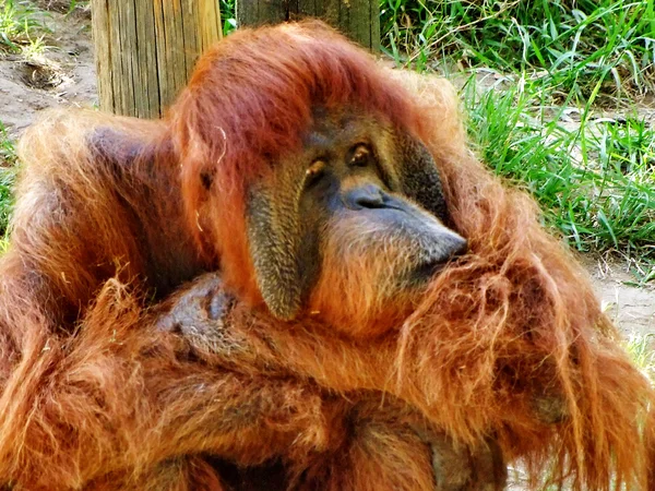 Orangutan offended — Stock Photo, Image