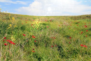 Kırmızı anemon çiçekleri çiçek açması ile bahar çayır