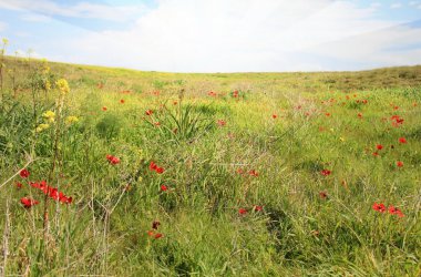 Kırmızı anemon çiçekleri çiçek açması ile bahar çayır