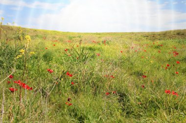 Kırmızı anemon çiçekleri çiçek açması ile bahar çayır