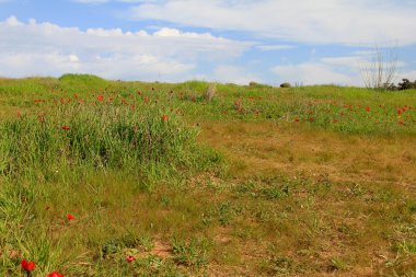 Kırmızı anemon çiçekleri çiçek açması ile bahar çayır