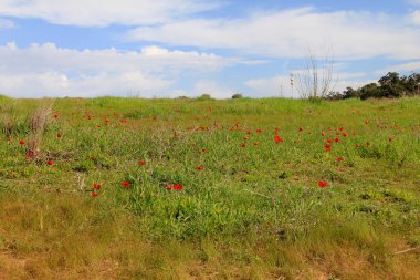 Kırmızı anemon çiçekleri çiçek açması ile bahar çayır