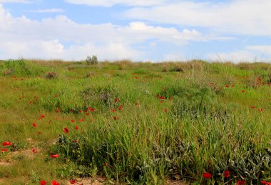 Kırmızı anemon çiçekleri çiçek açması ile bahar çayır