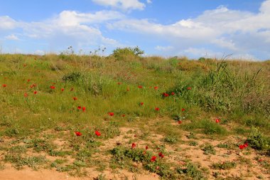 Kırmızı anemon çiçekleri çiçek açması ile bahar çayır