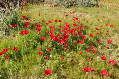 Kırmızı anemon çiçekleri çiçek açması ile bahar çayır