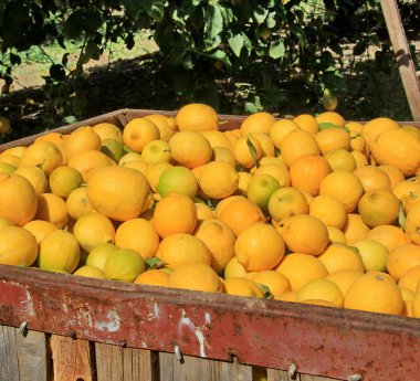 Limon ile dolu büyük kutuları