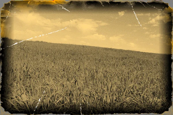 Oude grunge foto met gebied van gras op hemelachtergrond — Stockfoto