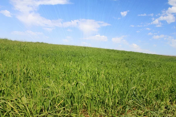 Gebied van groen gras en heldere zonsondergang — Stockfoto