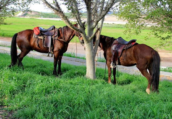 Paarden aangebonden onder de bomen — Stockfoto