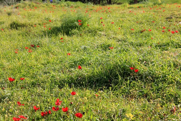 Frühlingswiese mit der Blüte roter Anemonenblumen — Stockfoto