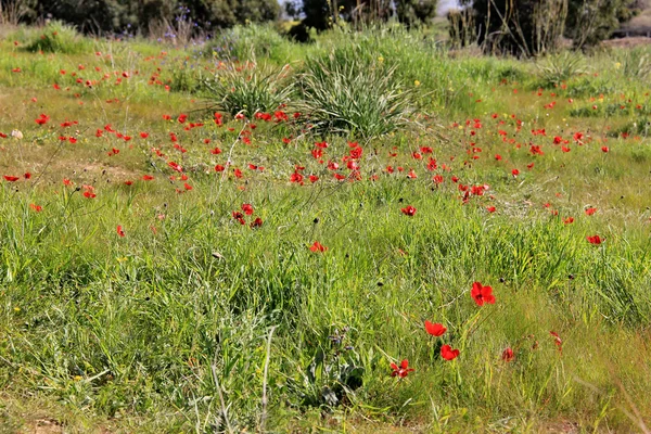 Voorjaar weiland met bloei van rode anemonen bloemen — Stockfoto
