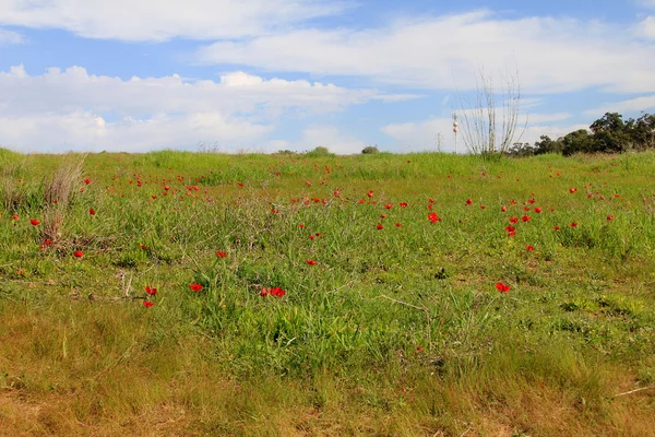 Kırmızı anemon çiçekleri çiçek açması ile bahar çayır
