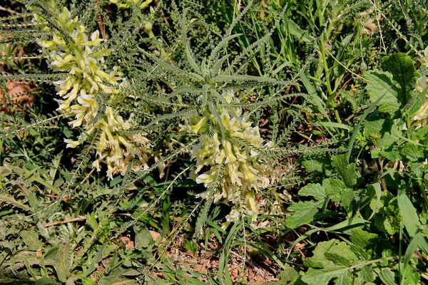 Неизвестный цветок в пустыне Негев весной — стоковое фото