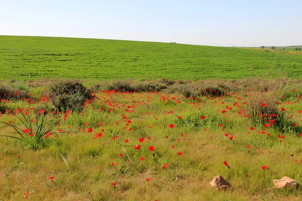 Voorjaar weiland met bloei van rode anemonen bloemen — Stockfoto