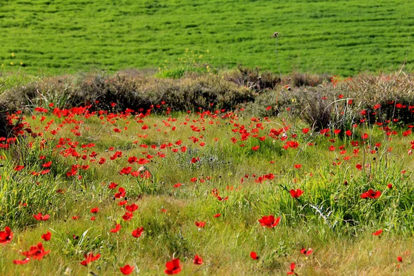 Frühlingswiese mit der Blüte roter Anemonenblumen — Stockfoto