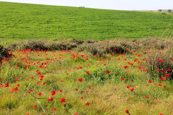 Frühlingswiese mit der Blüte roter Anemonenblumen — Stockfoto