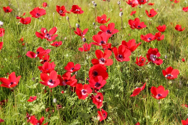 Frühlingswiese mit der Blüte roter Anemonenblumen — Stockfoto