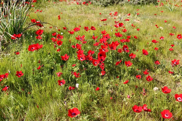 Frühlingswiese mit der Blüte roter Anemonenblumen — Stockfoto