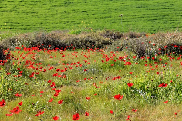 Frühlingswiese mit der Blüte roter Anemonenblumen — Stockfoto