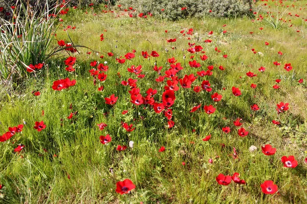 Kırmızı anemon çiçekleri çiçek açması ile bahar çayır