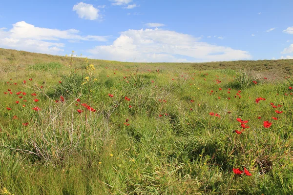 Kırmızı anemon çiçekleri çiçek açması ile bahar çayır