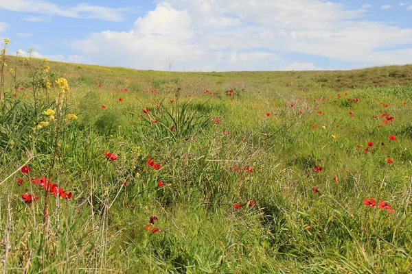 Frühlingswiese mit der Blüte roter Anemonenblumen — Stockfoto