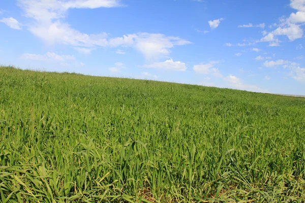 Gebied van groen gras op blauwe hemelachtergrond — Stockfoto