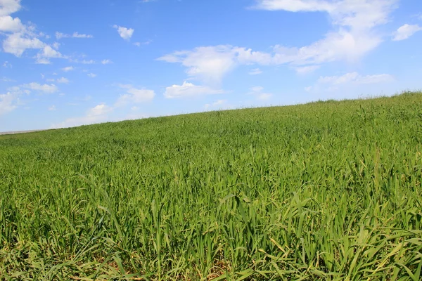 Feld von grünem Gras auf blauem Himmel Hintergrund — Stockfoto
