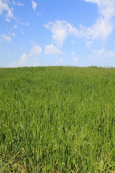 Gebied van groen gras op blauwe hemelachtergrond — Stockfoto
