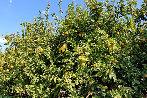 Árvore de limão com folhas e frutos no fundo azul do céu — Fotografia de Stock