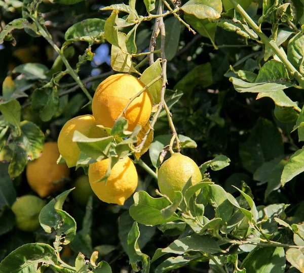 Limon ağacı dalı ile yaprak ve meyve mavi gökyüzü arka plan üzerinde — Stok fotoğraf