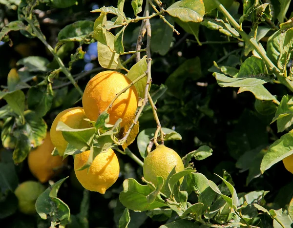 Ramo de árvore de limão com folhas e frutos no fundo azul do céu — Fotografia de Stock