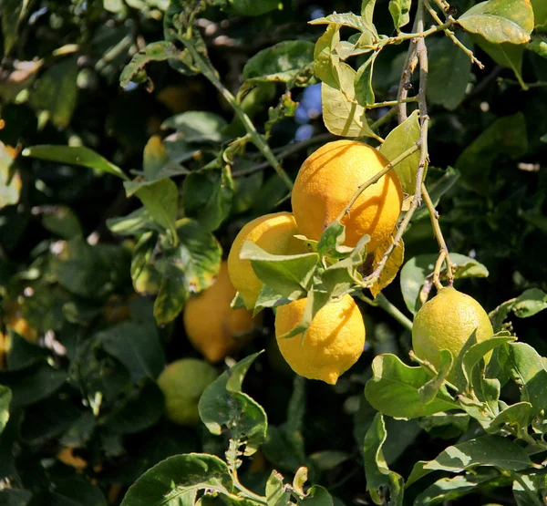 Ramo de árvore de limão com folhas e frutos no fundo azul do céu — Fotografia de Stock