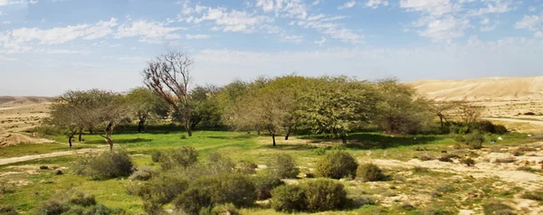 Negev desert at the spring on blue sky background — Stock Photo, Image