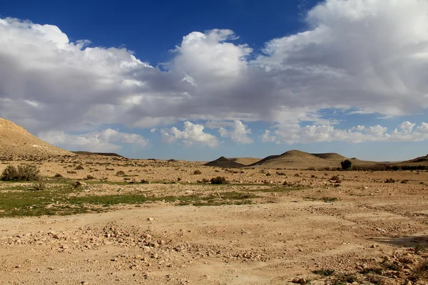 Desierto de Negev en la primavera sobre fondo azul del cielo — Foto de Stock