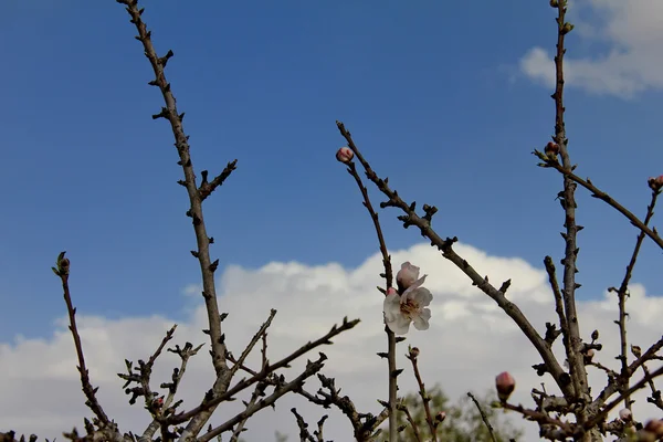 Negev-öknen. Almond startar blomning — Stockfoto