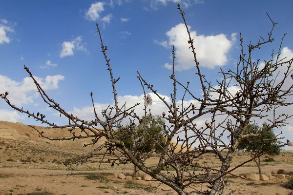 Negev Desert . Almond starts flowering — Stock Photo, Image