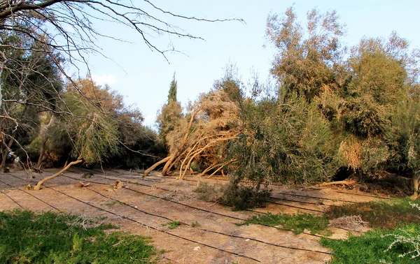 Kunstmatig geplant bomen en drip irrigatiesysteem — Stockfoto