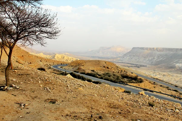 Canyon Ein-Avdat in Negev stony desert — Stock Photo, Image