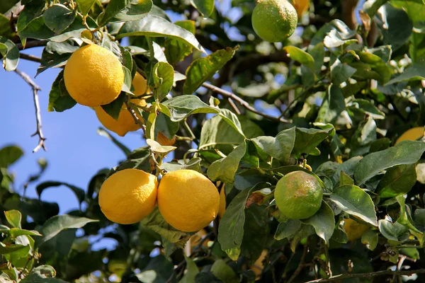 Zitronenbaum Zweig mit Blättern und Früchten auf blauem Himmel Hintergrund Stockbild
