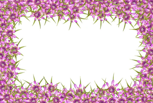 Abstract red purple unknown flowers frame with white copy space background — Stock Photo, Image