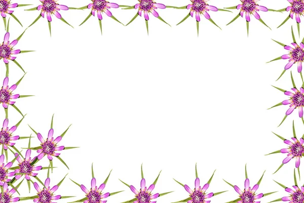 Abstract red purple unknown flowers frame with white copy space background — Stock Photo, Image