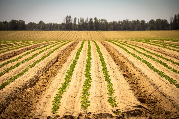 Verse spruiten in een enorme veld onder de heldere hemel. Lente pastoraal landschap — Stockfoto