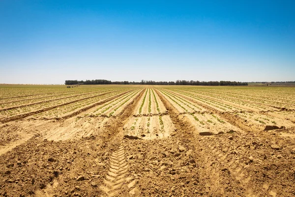 Vers spruiten in een enorme veld ik onder de heldere hemel. Lente pastoraal landschap — Stockfoto